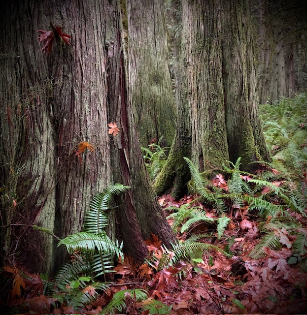 Woodworkers' Monthly Presentation: Jefferson Timber Cooperative