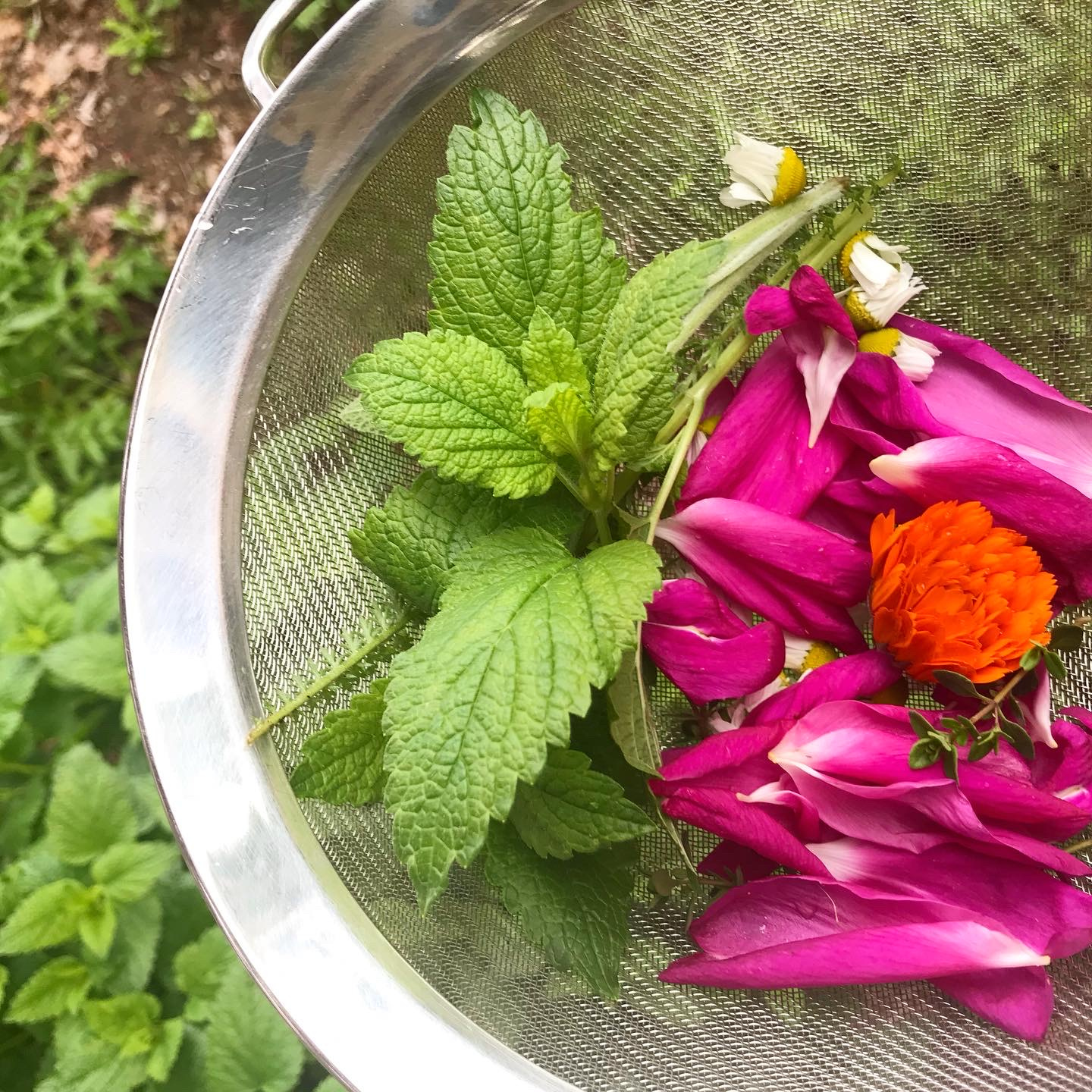 Herbal Medicine: Garden Herbs for Flu Season