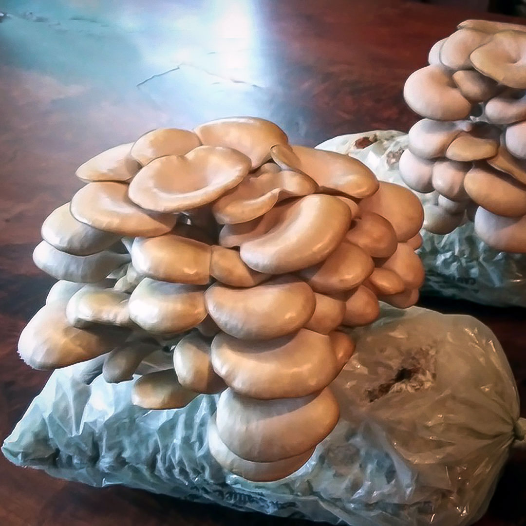 Home Mushroom Cultivation