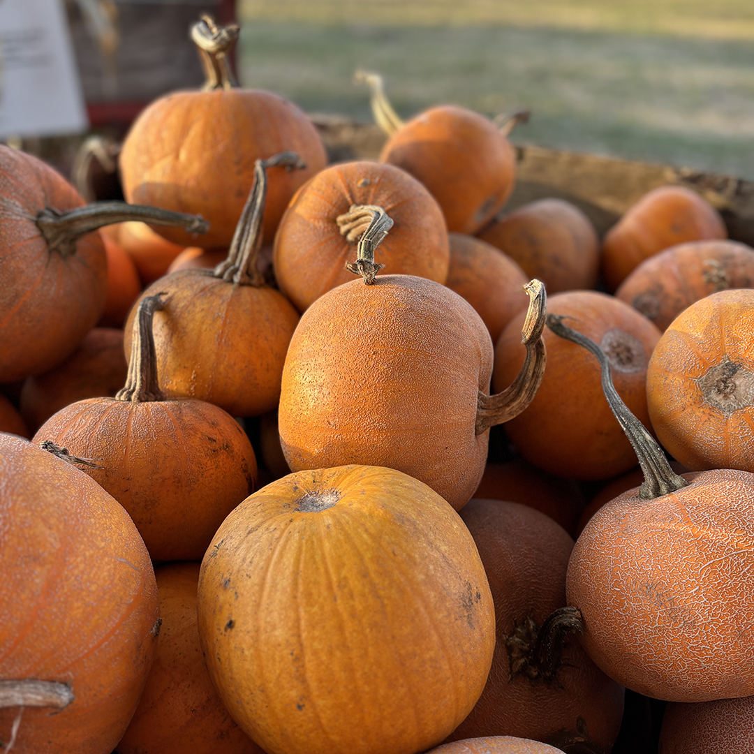 Use the Whole Pumpkin