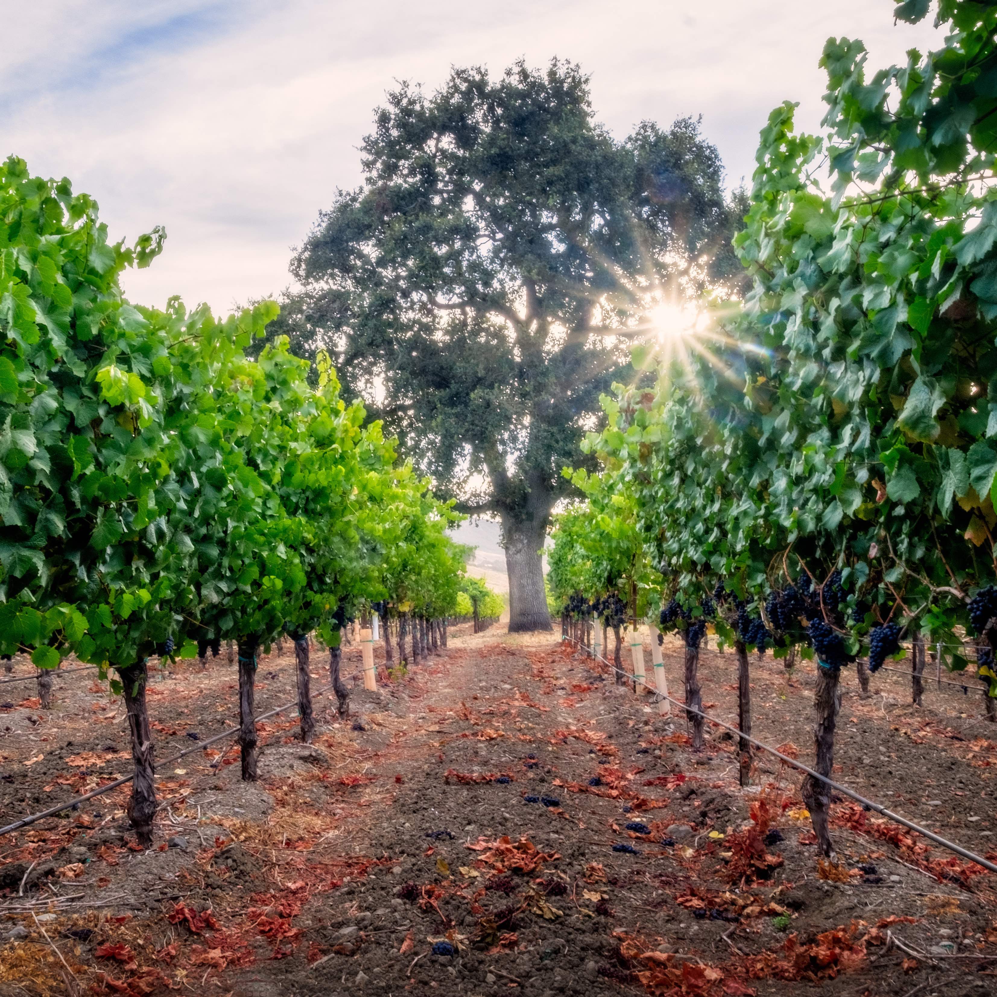 Wine Sensory Experience: Sonoma Pinots