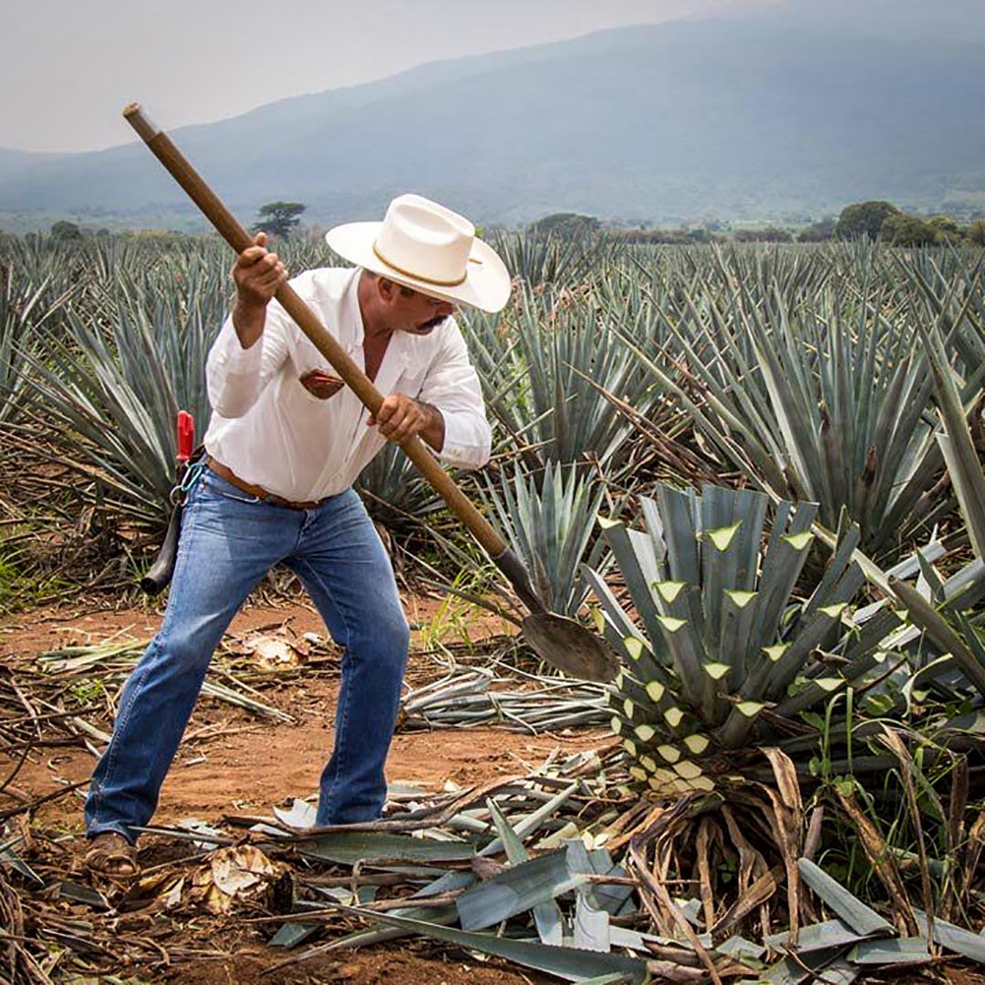 The World of Agave: Tequila & Mezcal
