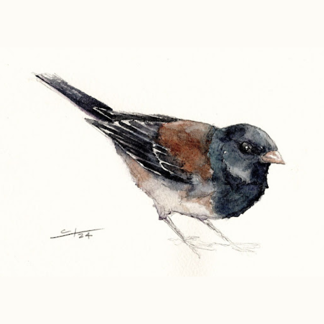 Watercolor Birds: Dark-Eyed Junco