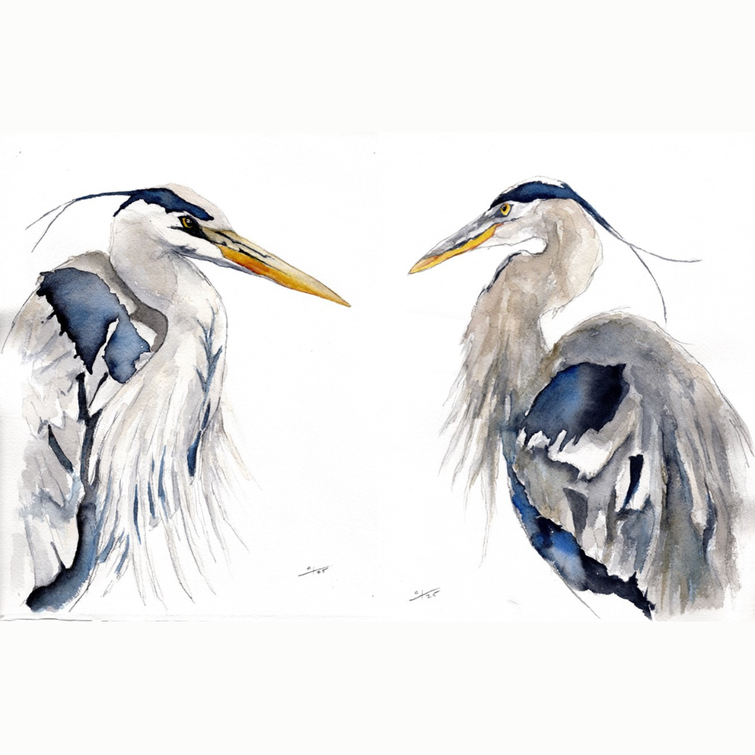 Watercolor Painting with Caleb: Blue Heron