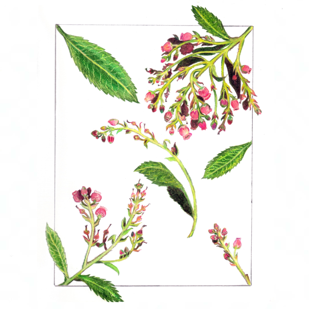 Botanical Art with Colored Pencils