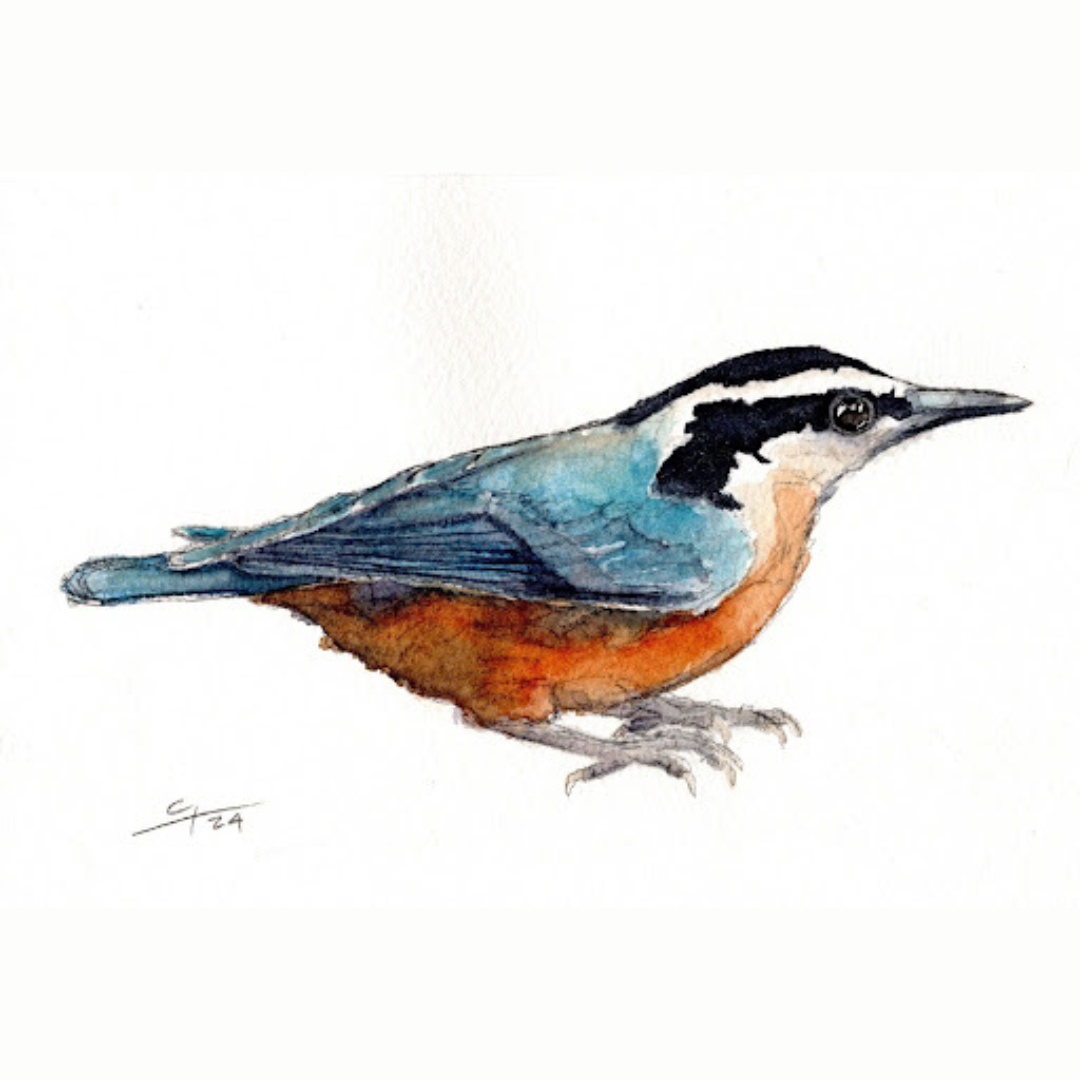 Watercolor Birds: Red-Breasted Nuthatch