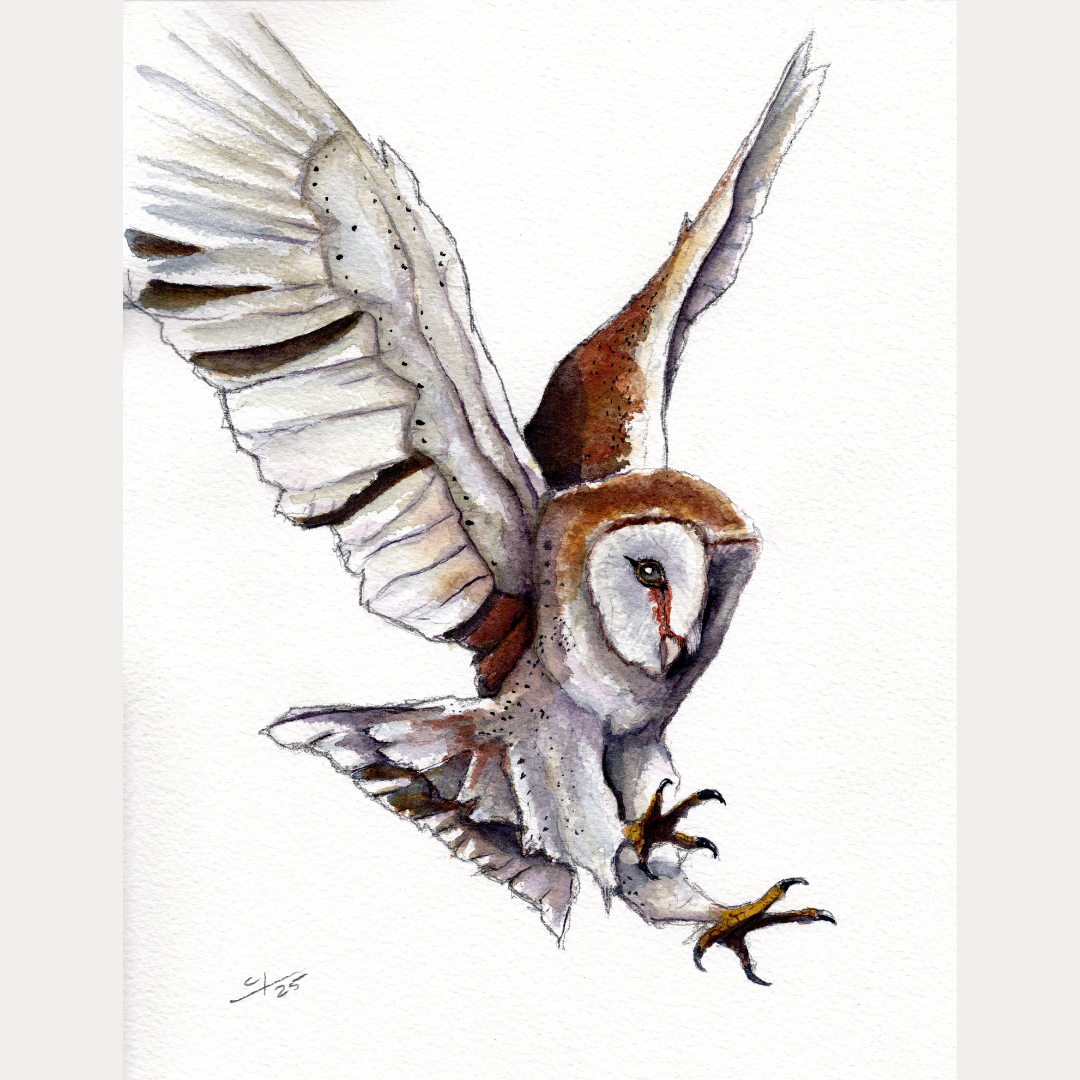 Watercolor Painting with Caleb: Barn Owl