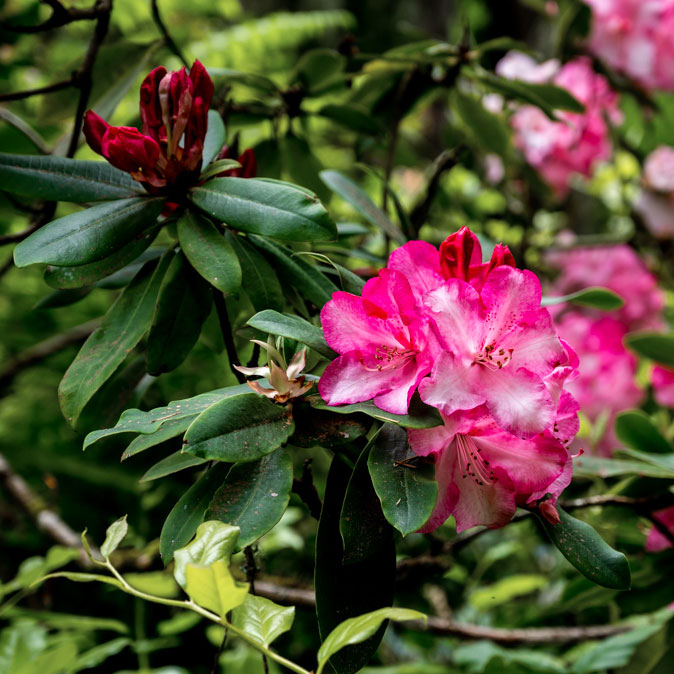 Photowalk at Bloedel Reserve with BIPC