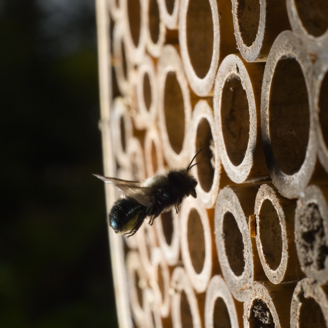 Mason Bees and Pollination
