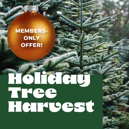 Holiday Tree Harvest - Free BARN Member Event