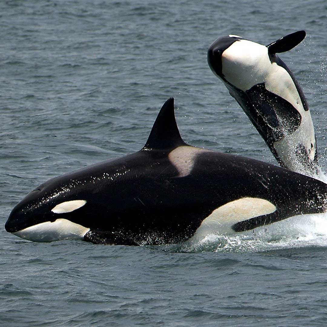 Recording and Analyzing Marine Mammal Sounds (Free SIG)
